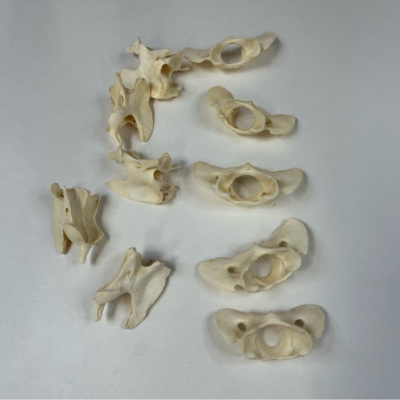 Lot Of 10 Assorted Coyote Vertebra Atlas Butterfly Taxidermy Cleaned Odd #0910 - Picture 3 of 4